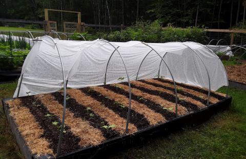 Using Row Covers in the Garden Extension